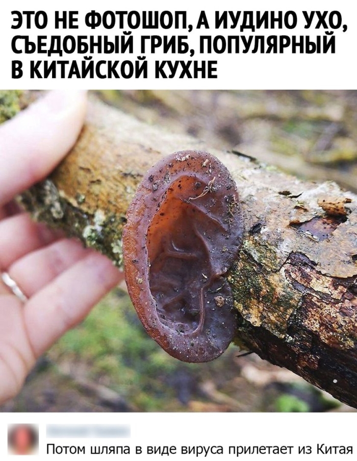 Гриб в ухе