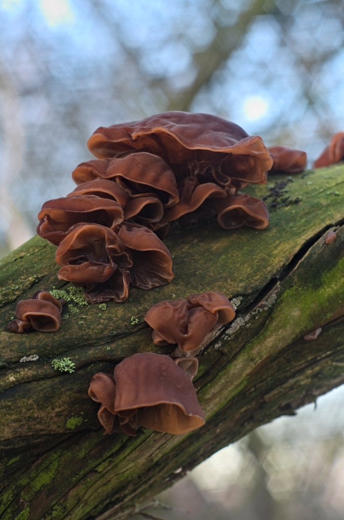 Auricularia auricula