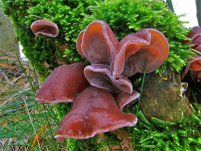 Аурикулярия уховидная