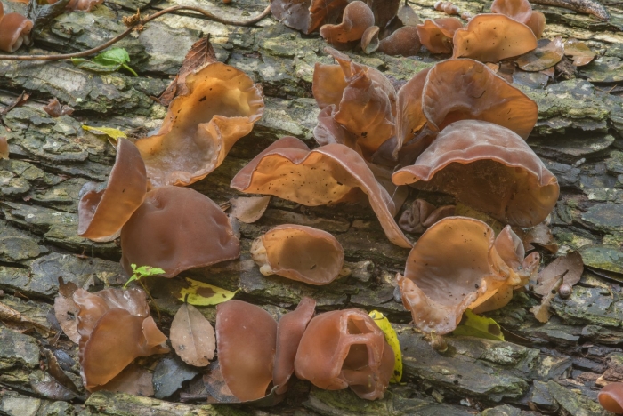 Гриб аурикулярия уховидная