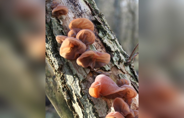 Аурикулярия уховидная