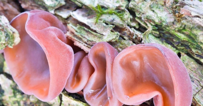 Auricularia auricula judae