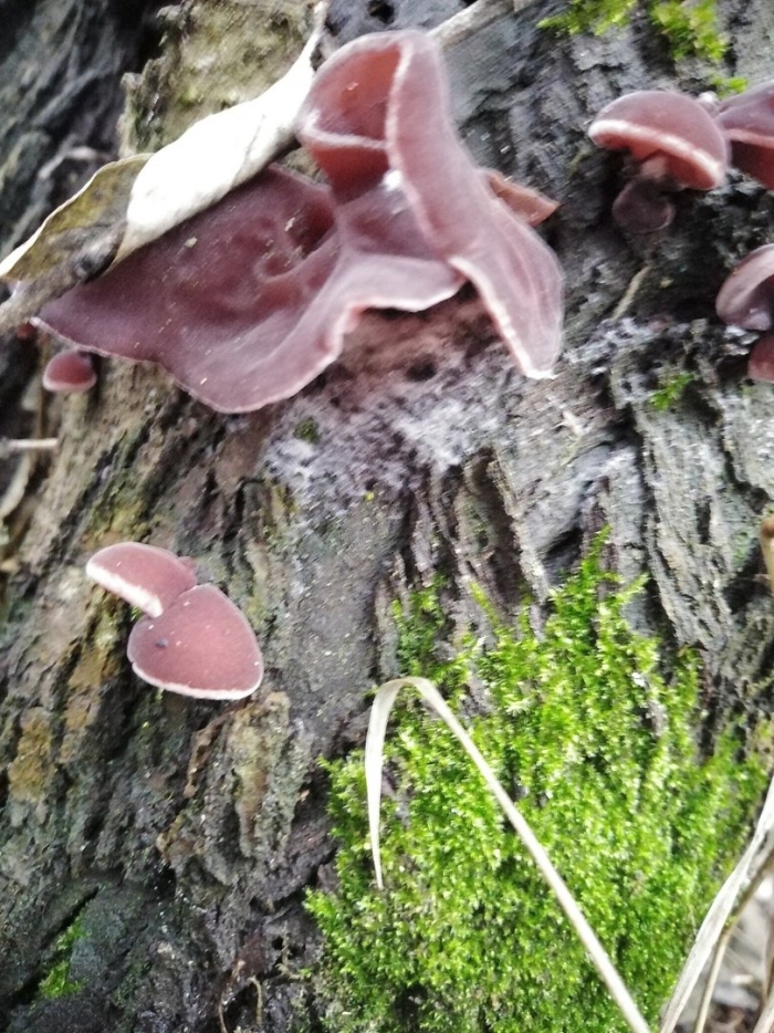 Аурикулярия гриб