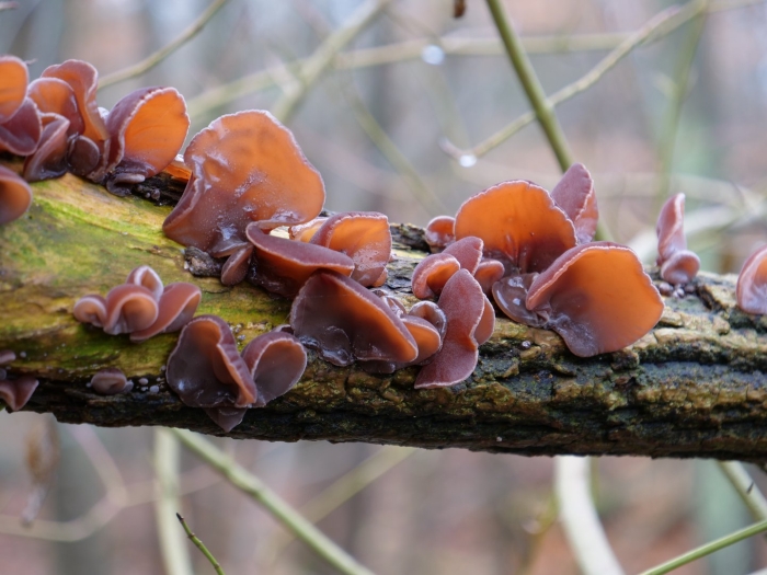 Муэр – аурикулярия