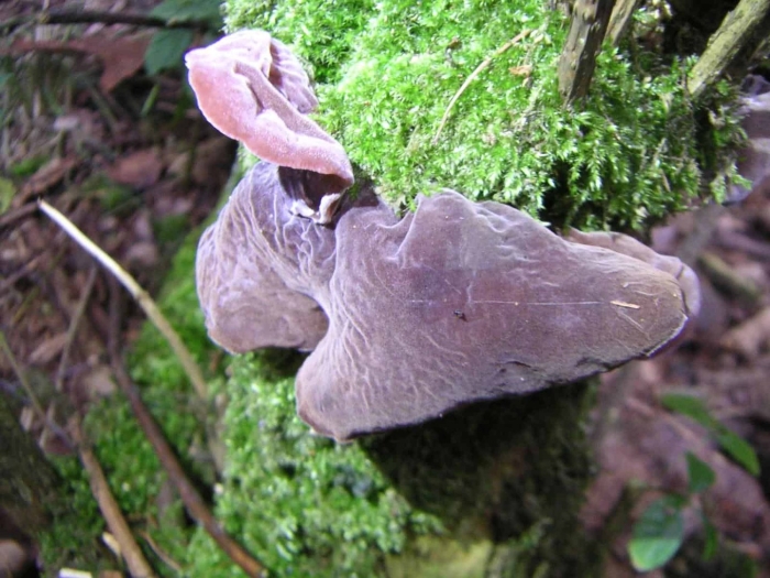 Гриб аурикулярия густоволосистая