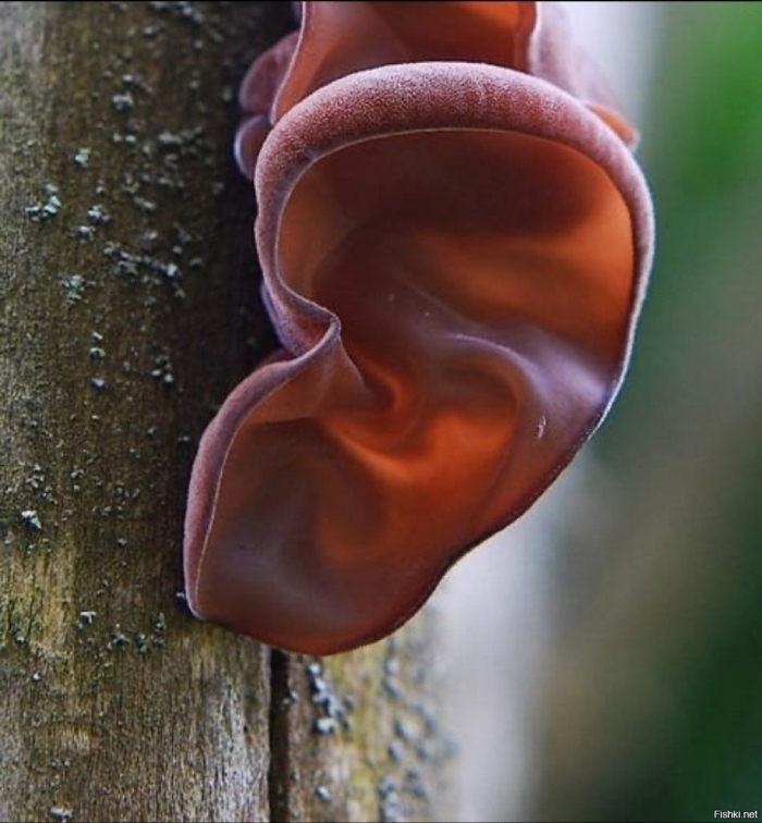 Муэр – аурикулярия