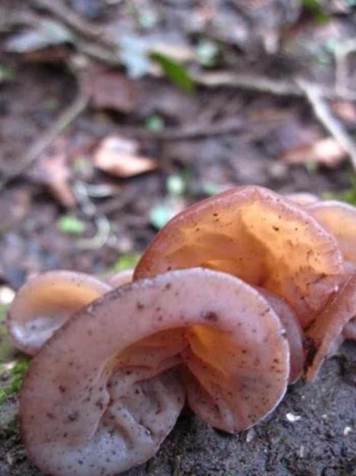 Гриб аурикулярия уховидная