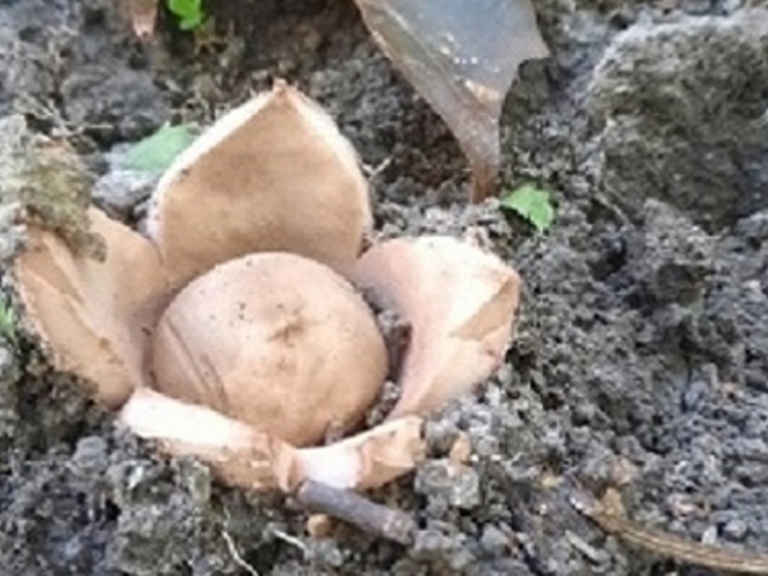 Гриб звездовик