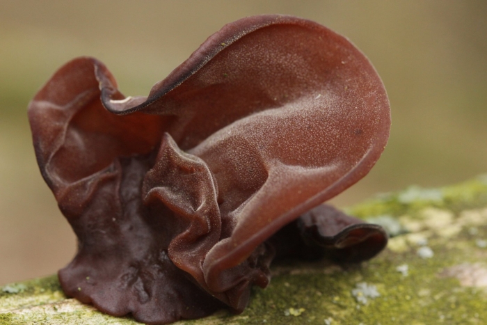 Dolabella auricularia