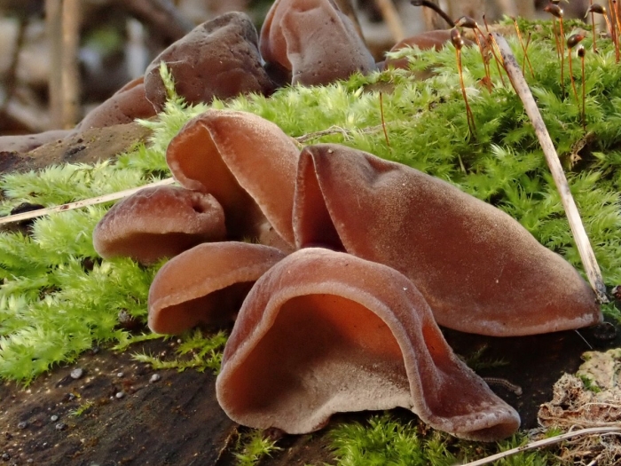 Auricularia auricula judae