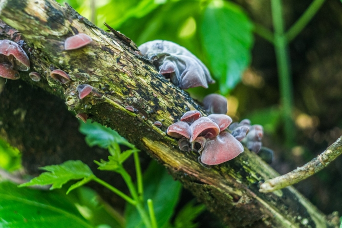 Аурикулярия уховидная