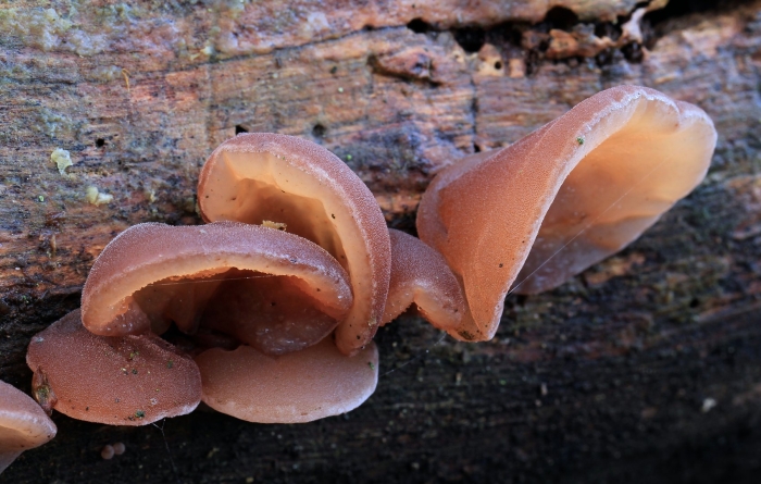 Auricularia auricula