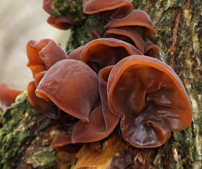 Гриб аурикулярия уховидная