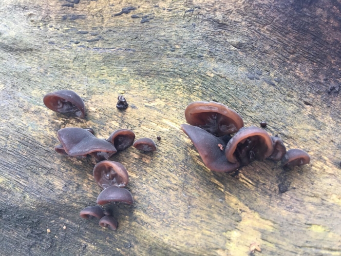 Auricularia auricula judae