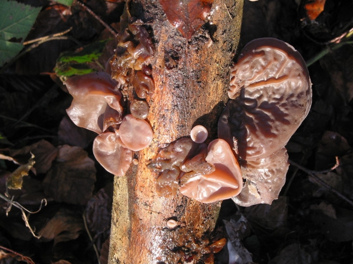 Auricularia auricula judae