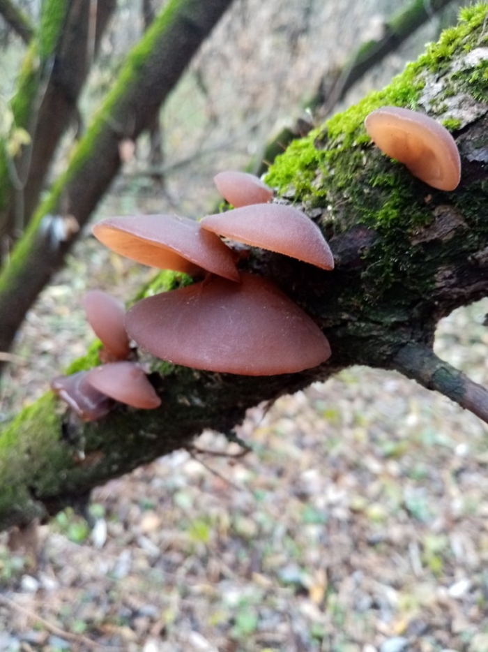 Auricularia heimuer