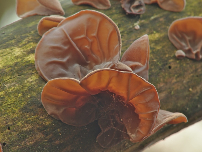 Гриб аурикулярия уховидная