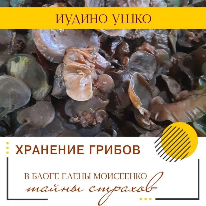 Древесные грибы муэр