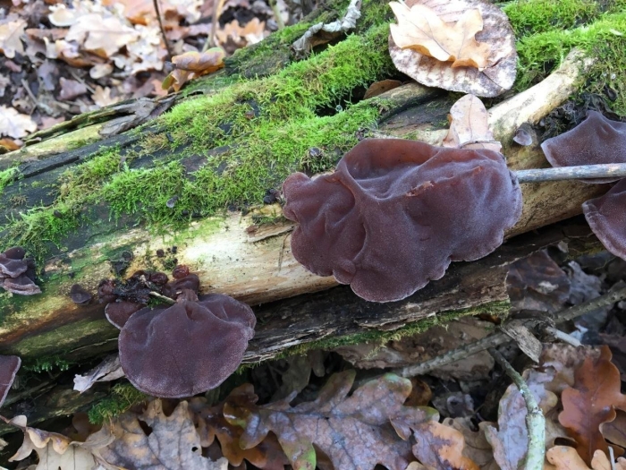 Муэр – аурикулярия