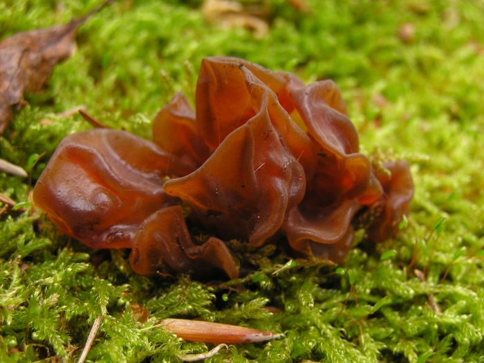 Гриб tremella foliacea