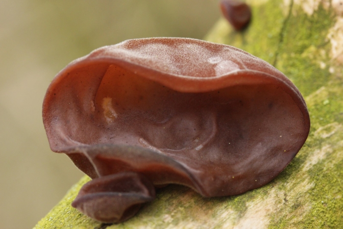 Auricularia auricula judae