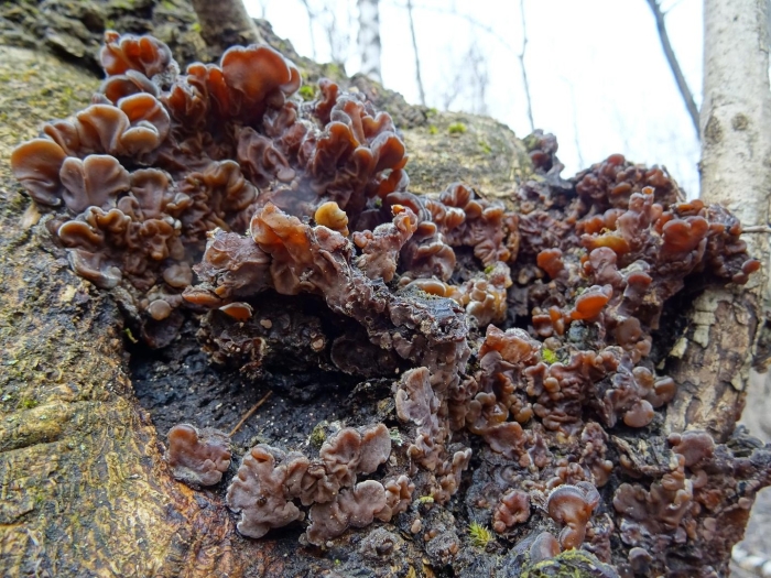 Дрожалка лиственная phaeotremella frondosa
