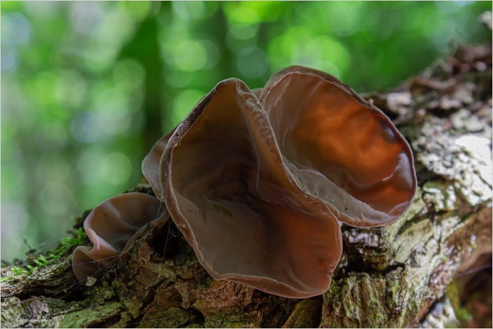 Auricularia auricula judae