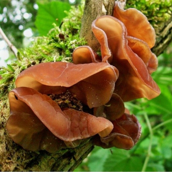 Auricularia polytricha