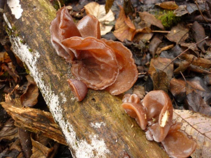 Свинушка уховидная