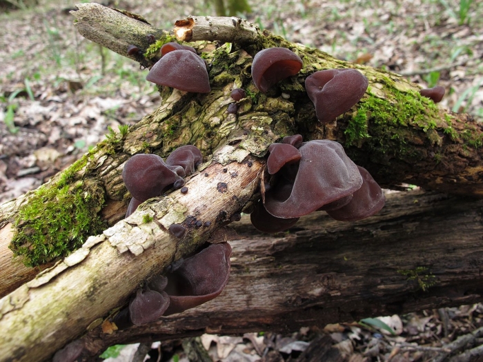 Гриб аурикулярия уховидная