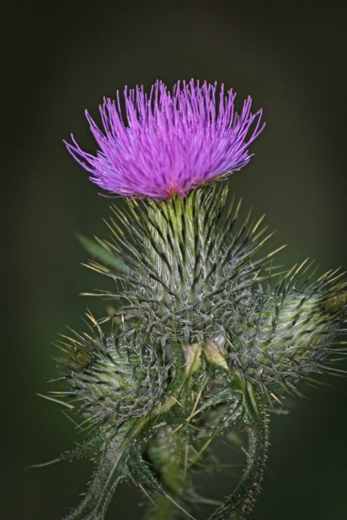 Бодяк обыкновенный (cirsium vulgare)