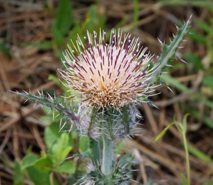 Cirsium horridulum