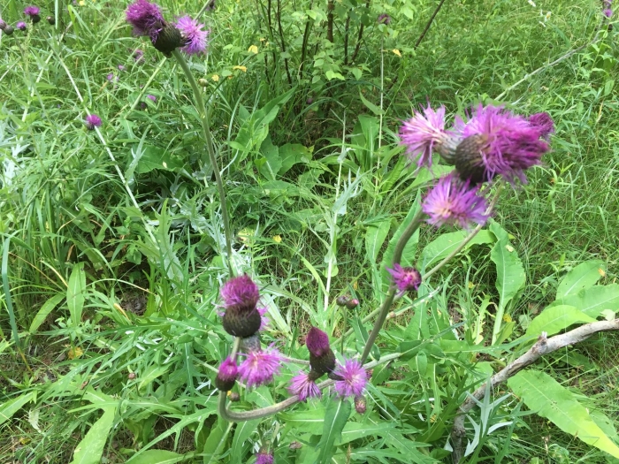 Чертополох красильный