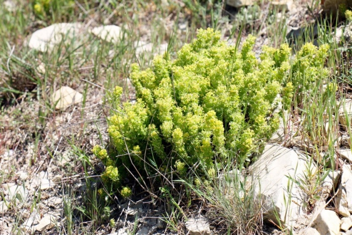 Подмаренник крымский