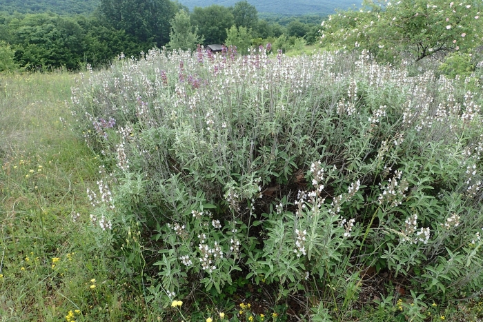 Шалфей горный