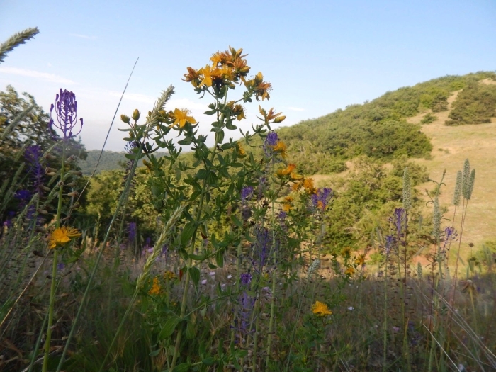 Травы крыма