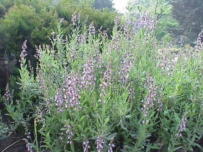 Salvia officinalis