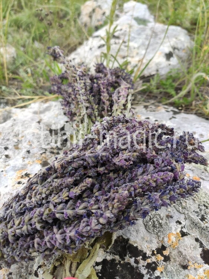 Крымский шалфей дикий