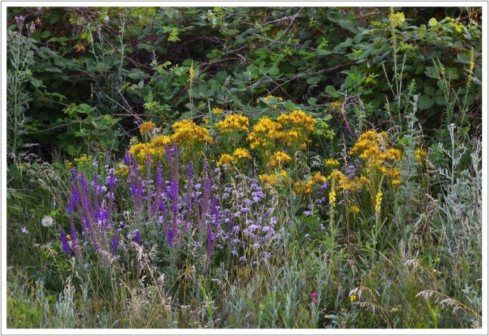 Зверобой шалфей