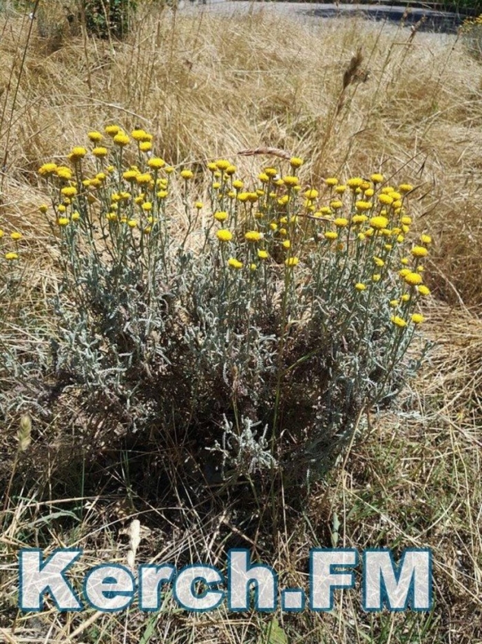 Бессмертник песчаный (цмин песчаный)