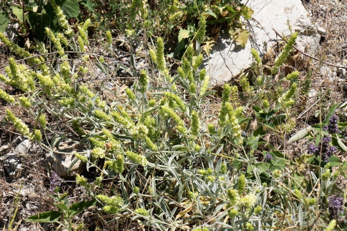 Лимонник крымский железница