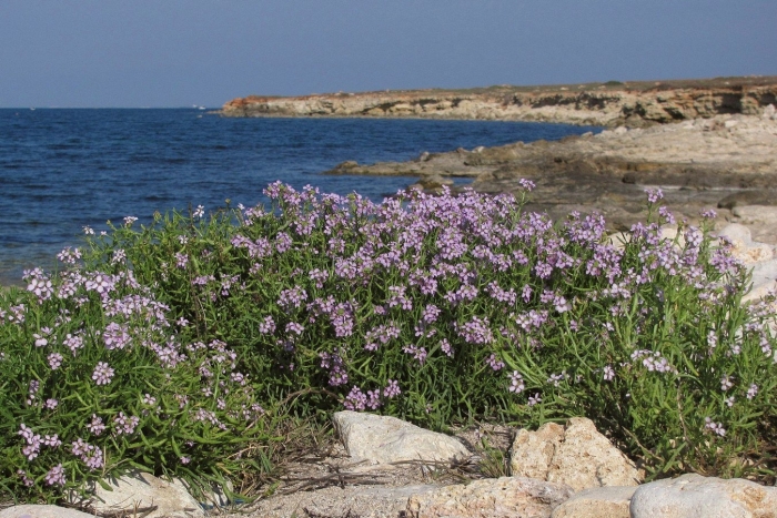 Cakile maritima - морская горчица