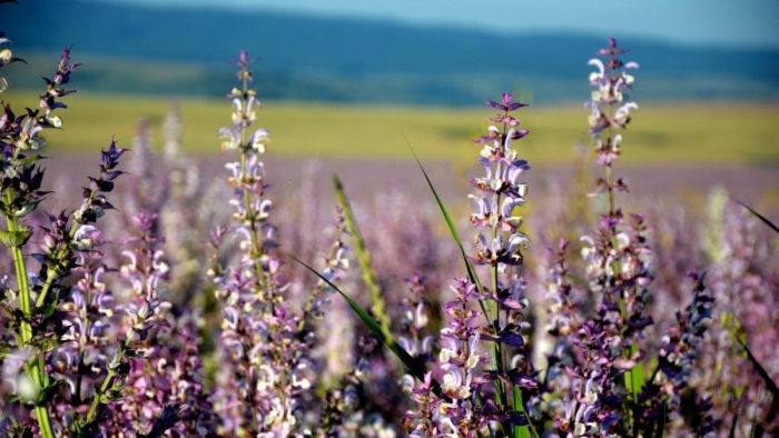 Шалфей лекарственный кубанец