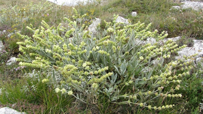 Лимонник крымский железница