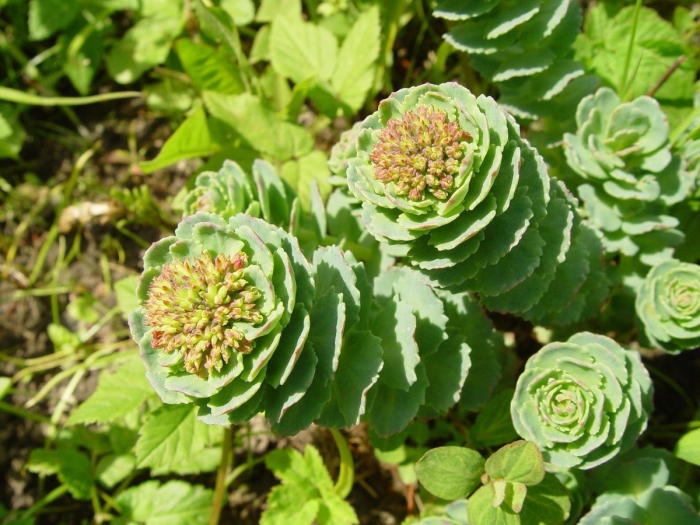 Родиола розовая rhodiola rosea