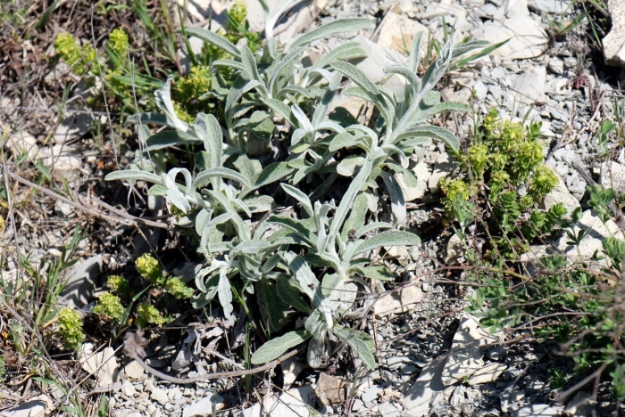 Стахис шерстистый сильвер карпет