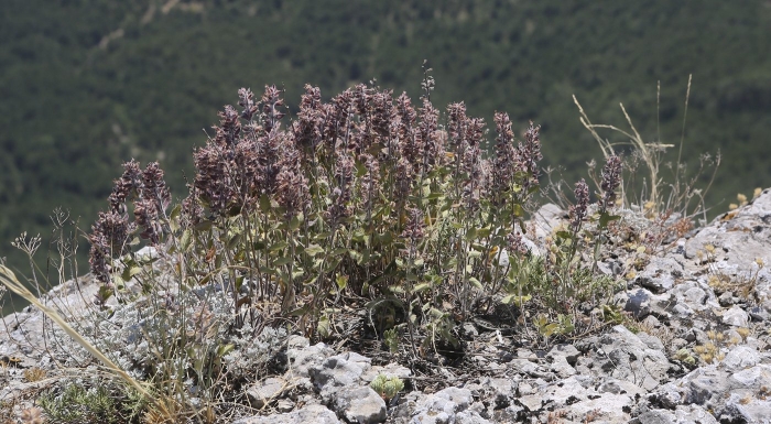 Thymus pulegioides