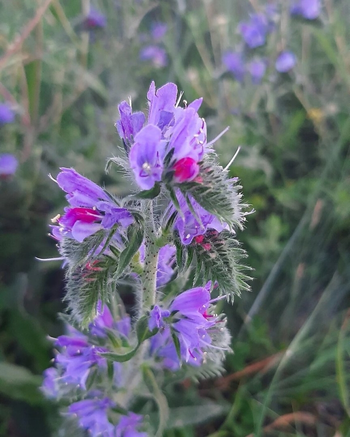 Синяк обыкновенный echium vulgare l