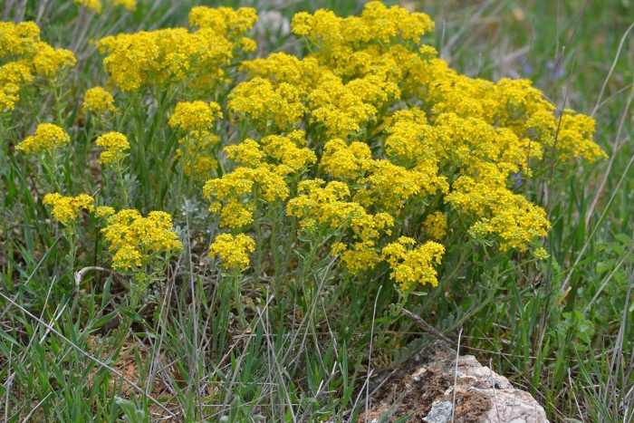 Бессмертник крым степной цветок