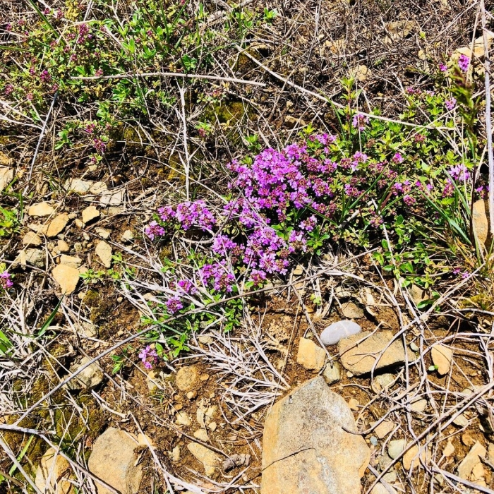 Чабрец сибирский